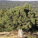 Juniperus thurifera